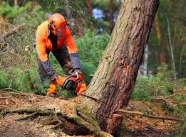 How Our Tree Care Process Works  in Farmersville, CA